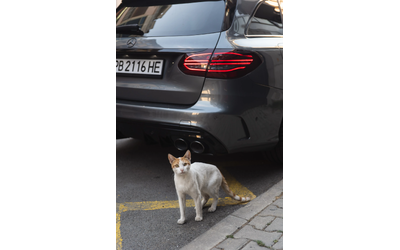 Mercedes-Benz C 43 AMG, 2019 г., 101000 км, 390 к.с. - автомобили, коли, обяви за нови и употребявани 12